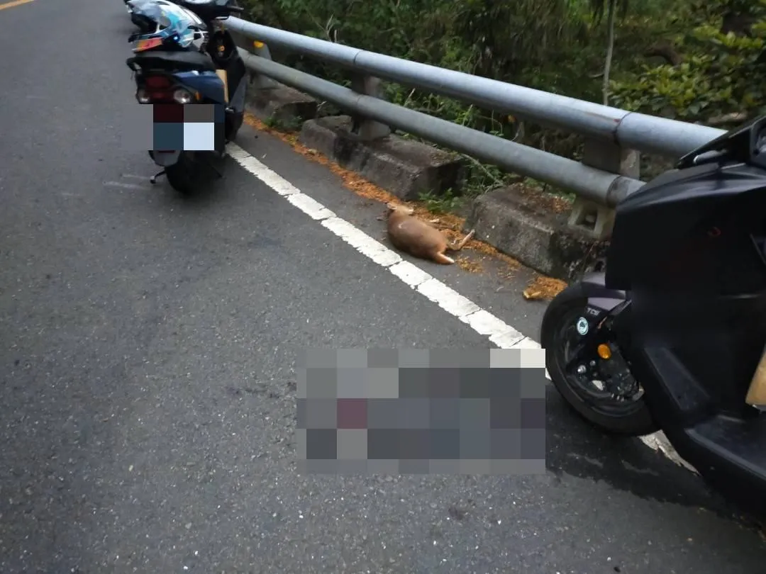 肇事的山羌則因傷勢嚴重，當場死亡。（圖／警方提供）