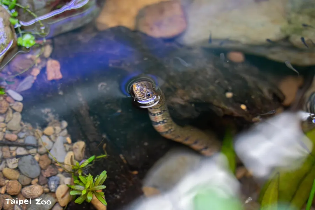 台北市立動物園為赤腹游蛇打造更寬敞的生活環境,讓大小朋友得以深入了解瀕危動物的生活。(圖/翻攝自Facebook@ Taipei Zoo 臺北市立動物園)