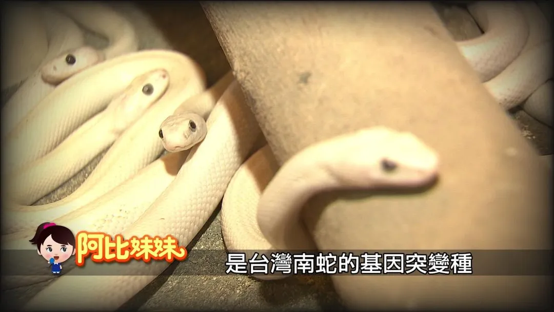 阿比妹妹說》，主持人林慧君親自走訪白蛇廟，揭開傳說與現實交會的奇妙信仰故事。（圖／中天新聞）