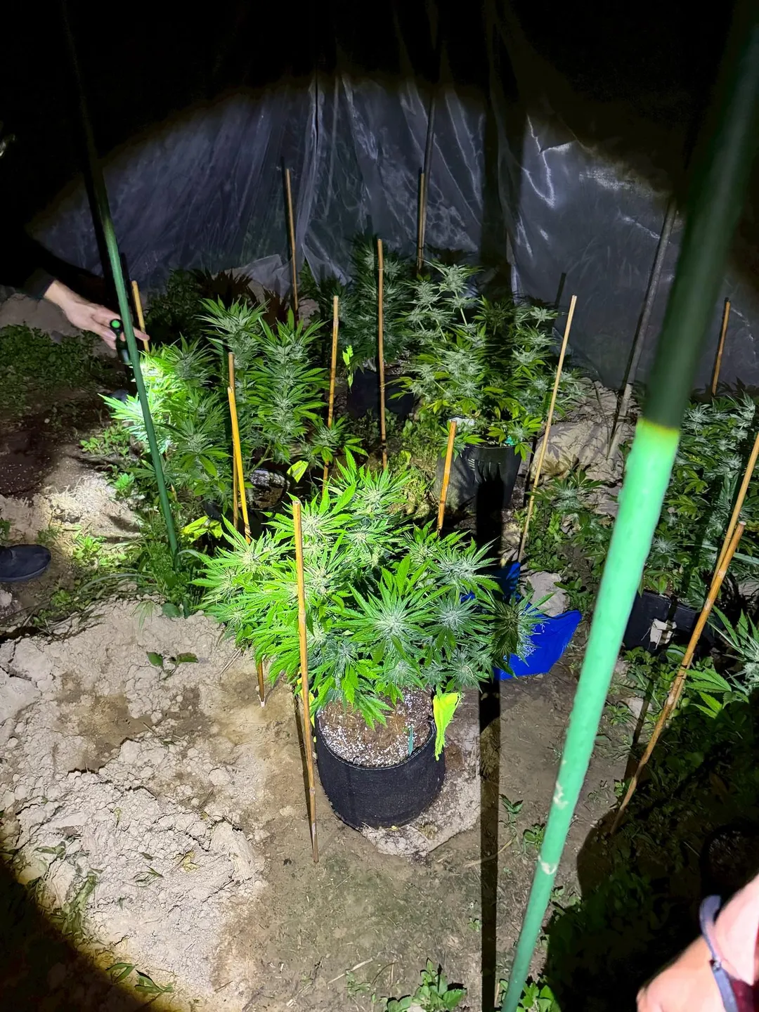 查獲大麻植株101株、大麻乾株4株、大麻花、大麻花成品等毒品。（圖／警方提供）