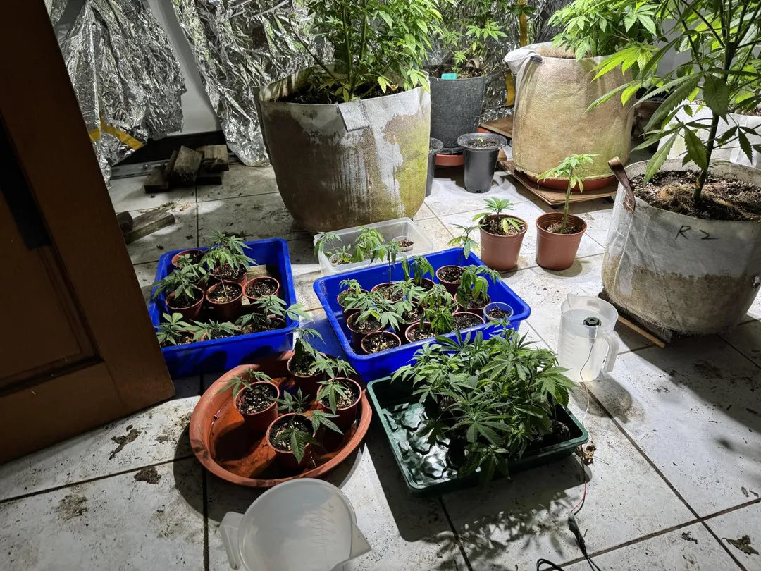 幼株長成後再將其移植至嘉義縣中埔鄉偏僻山區等待收成。（圖／警方提供）