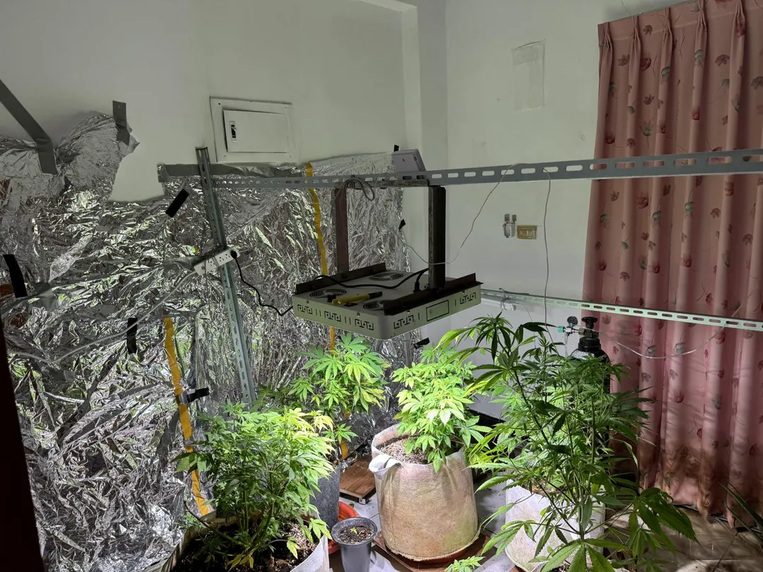 李嫌利用嘉義市一處透天厝作為大麻幼株培育場所。（圖／警方提供）