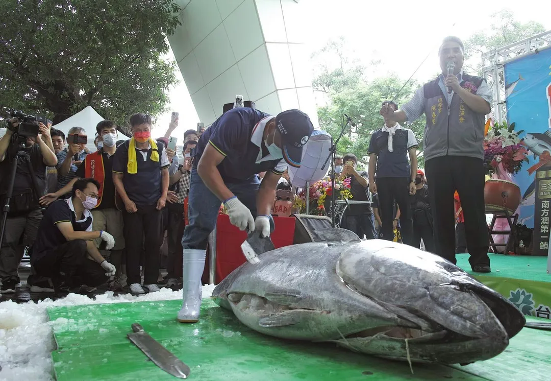 蘇澳區漁會團隊將在活動現場展演黑鮪魚解體秀。（圖／新北市淡水區漁會提供）