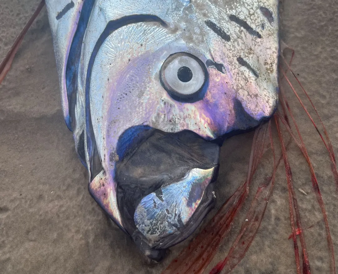 澳洲一處海灘驚見一條巨型皇帶魚。(圖/翻攝FB)
