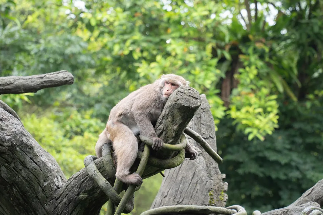 台北市立動物園年度檢修自6月18日起休園10天。 （圖／台北市立動物園提供，下同）&nbsp;