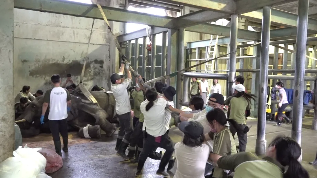 醫療照養團隊召集數十人嘗試協助美代重新站起。（圖／台北木柵動物園提供）