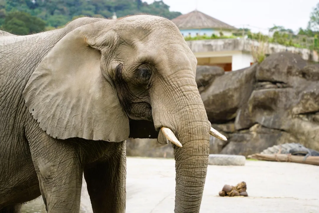 非洲象美代生前照。（圖／台北木柵動物園提供）