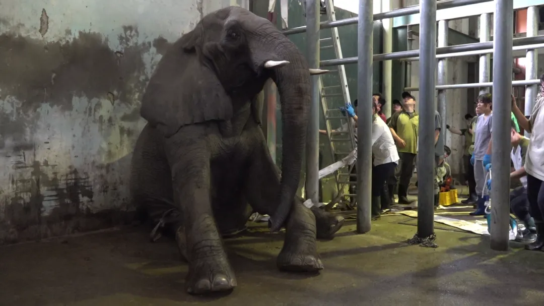 非洲象美代生前照。（圖／台北木柵動物園提供）