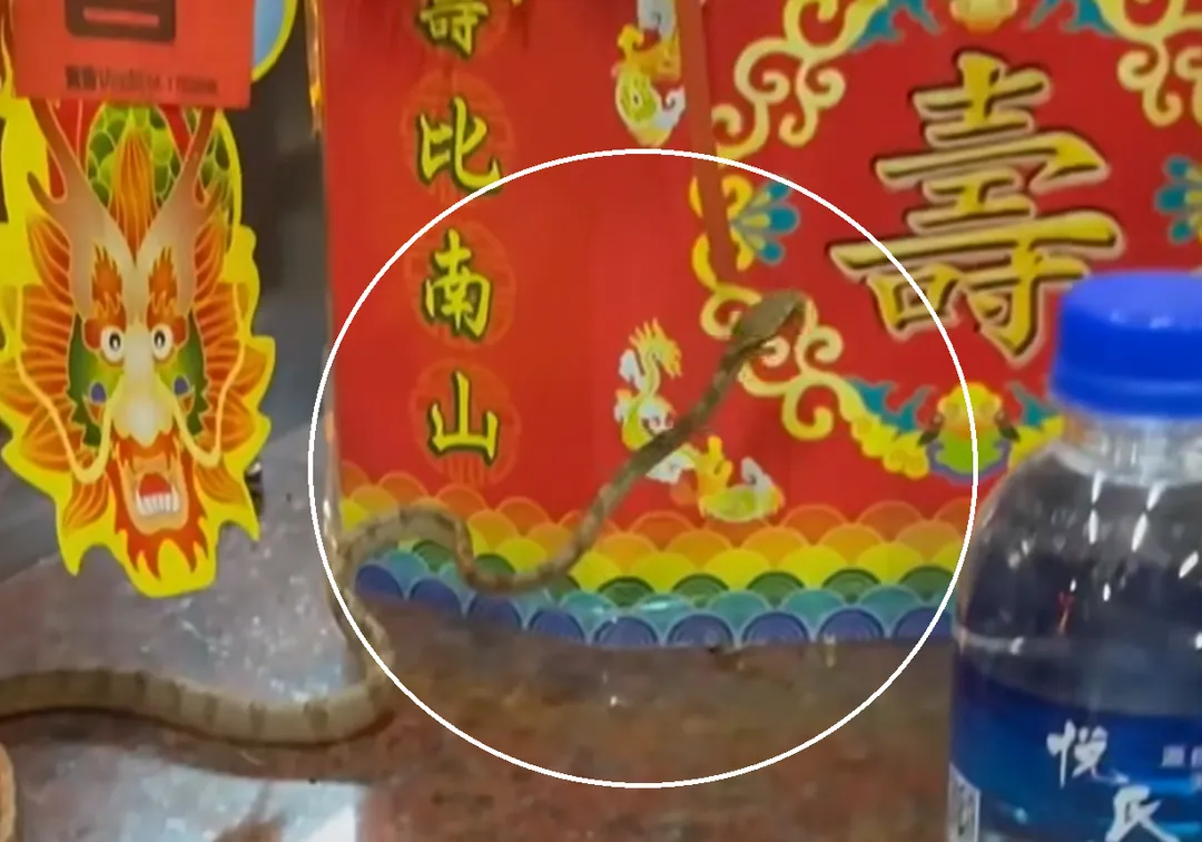 靈蛇在神案上匍匐前進，一度停留在壽桃塔上。（圖／翻攝自Facebook@松柏嶺天受宮北極玄天上帝）