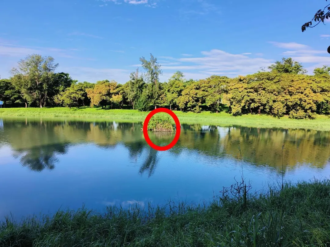 一對黃小鷺夫妻選擇在人工浮島上築巢安家,成功孵育出四隻幼鳥。(圖/台東野鳥學會會員授權提供)