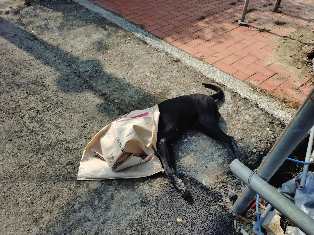 台南菁寮社區毛孩頻遭毒殺。（圖／翻攝自臉書「紀念虎妹~毛孩事件通報區」）