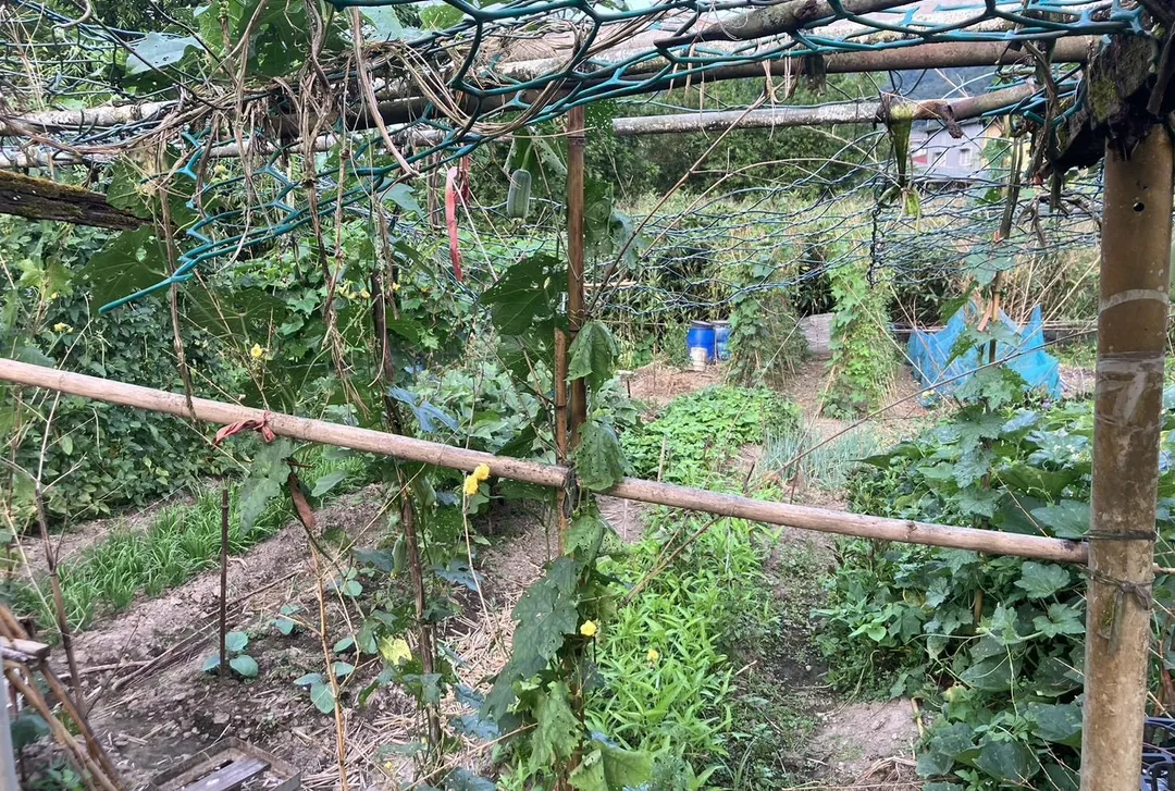 婦人在菜園疑遭蜂螫命危。（圖／翻攝畫面）