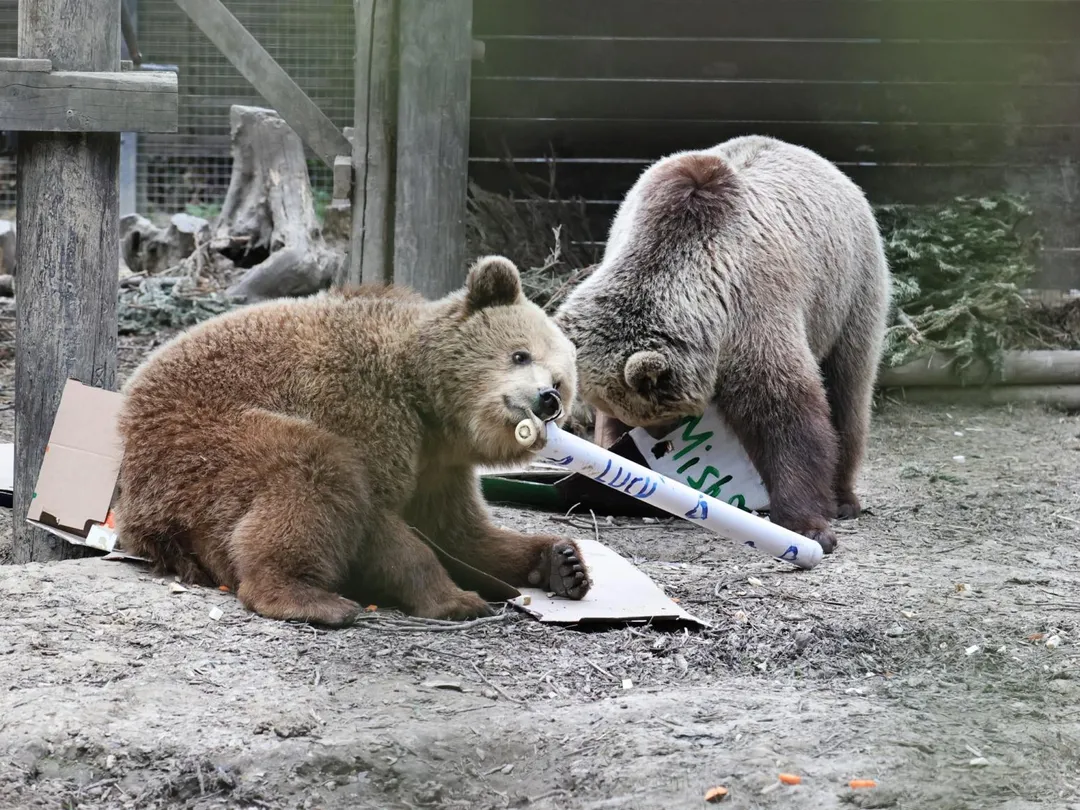 英國一間野生動物園傳出2隻棕熊逃家意外。（圖／翻攝自FB@wildwoodevon）