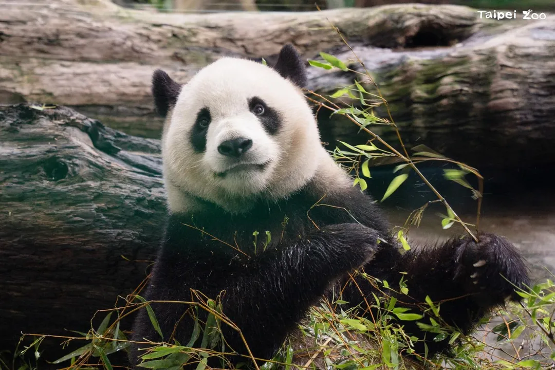 大貓熊「圓寶」生日即將到來,台北市立動物園也完成整修,將為圓寶舉辦慶生活動。(圖/翻攝自Facebook@ Taipei Zoo 臺北市立動物園)