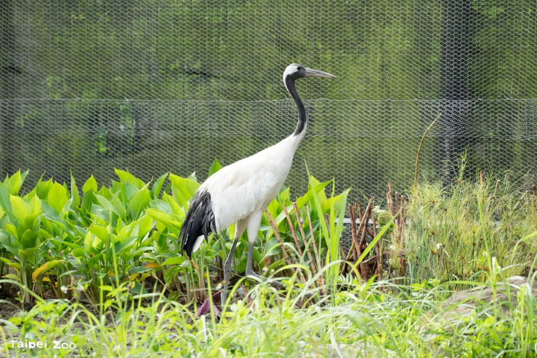 丹頂鶴「哩鶴」在動物園翻修後搬進新活動場。(圖/翻攝自Facebook@ Taipei Zoo 臺北市立動物園)