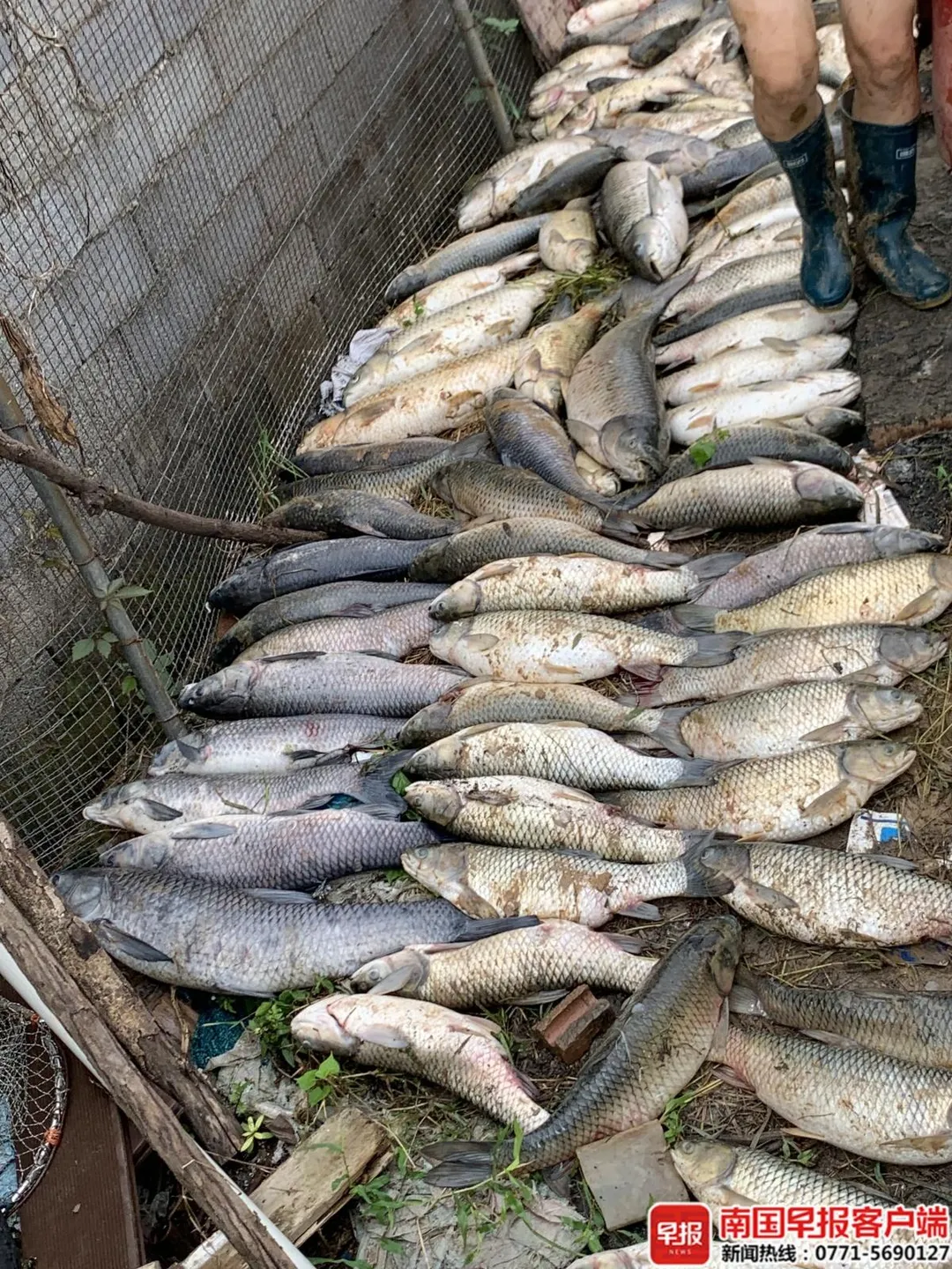 殃及池魚！附近多個魚塘超2000公斤魚群也被電死。（圖／翻攝南國早報）