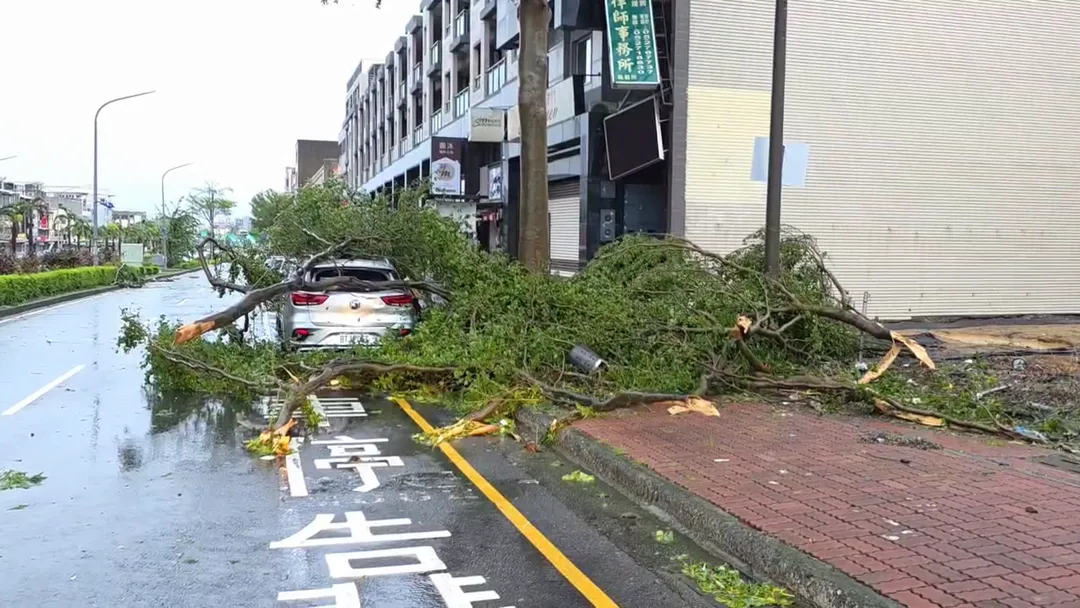 公路局主張路樹有定期維護,並稱郵差雨天出勤也有過失,應減輕賠償。(示意圖/中天新聞)