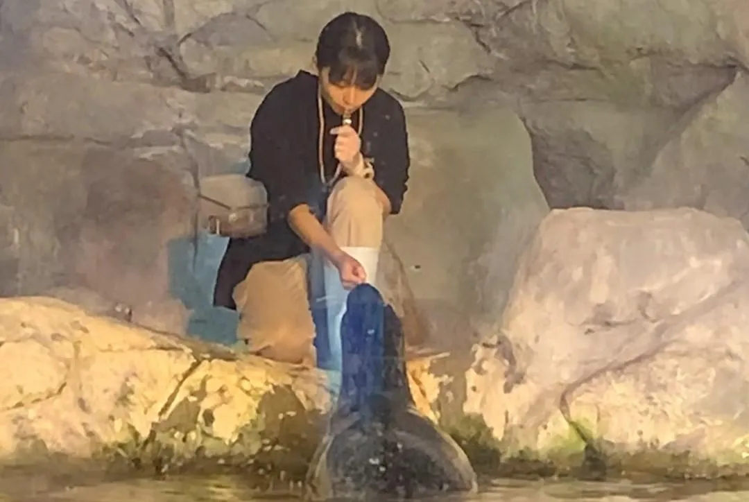 海生館飼育員細心照顧海豹，每天餵食時間都吸引小朋友觀看。（圖／海景世界提供）