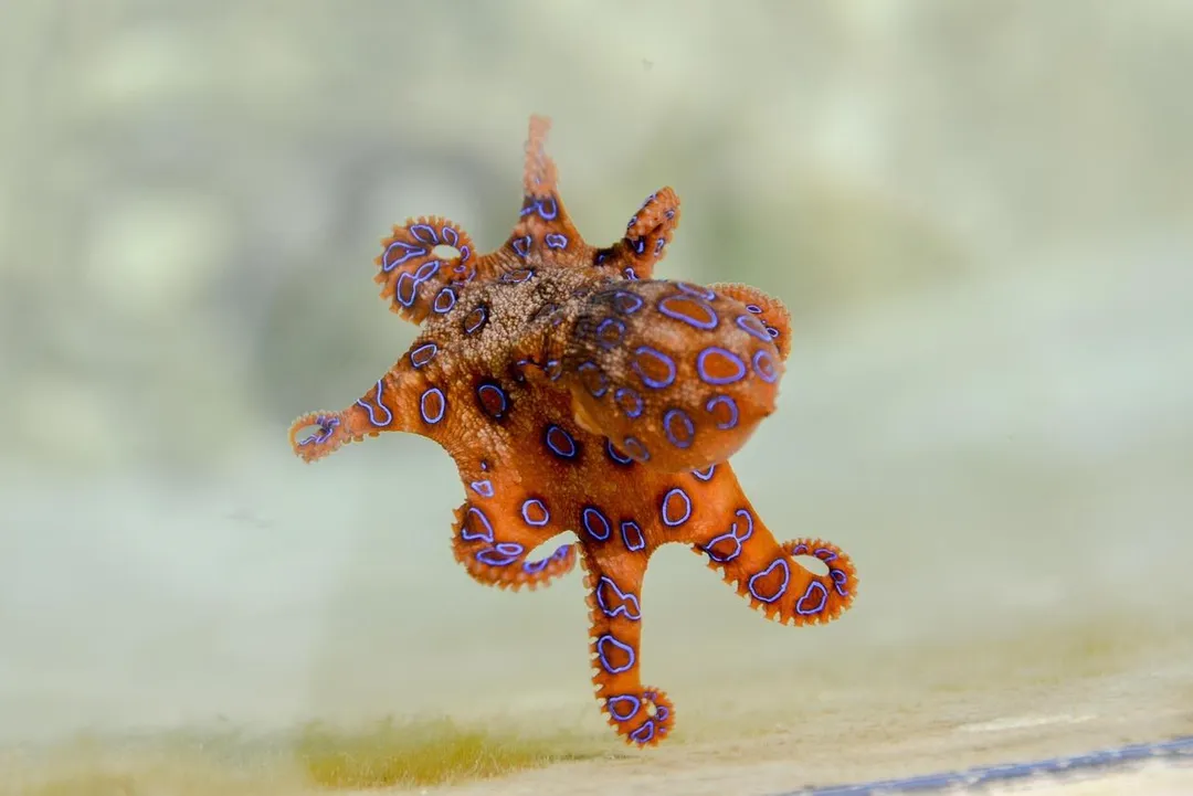 藍環章魚體內含有極強的神經毒素「河豚毒素」，加熱無法破壞，通常15分鐘到30分鐘左右出現症狀。（示意圖／Pixabay）