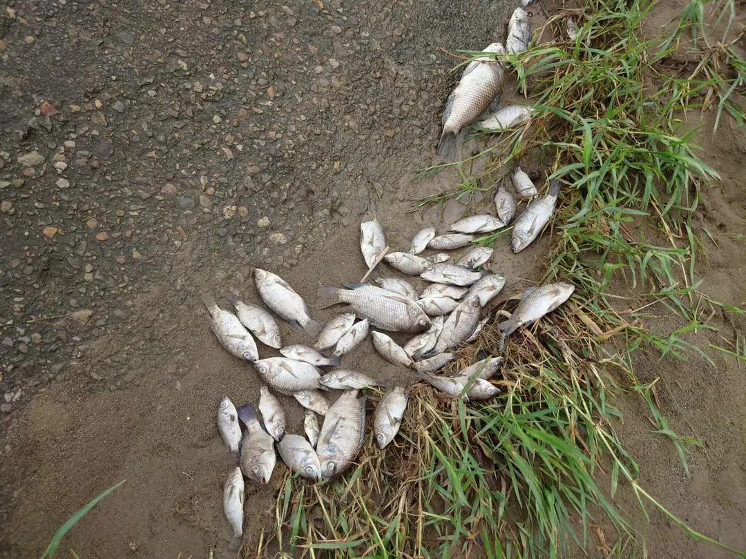 彰化縣芬園鄉貓羅溪畔出現數量龐大的魚屍，其中還夾雜著雨傘節等蛇類屍體，估計死亡魚類超過3000尾。（圖／攝影師米諾斯提供）