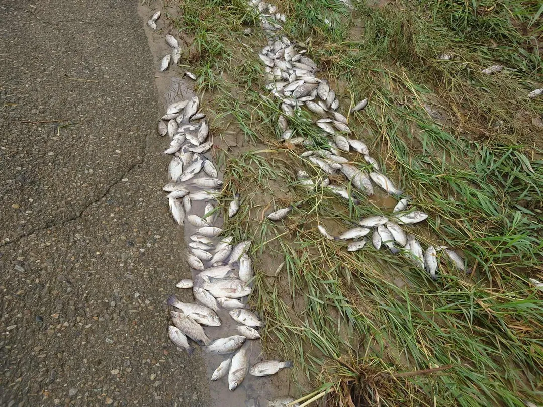 彰化縣芬園鄉貓羅溪畔出現數量龐大的魚屍，其中還夾雜著雨傘節等蛇類屍體，估計死亡魚類超過3000尾。（圖／攝影師米諾斯提供）