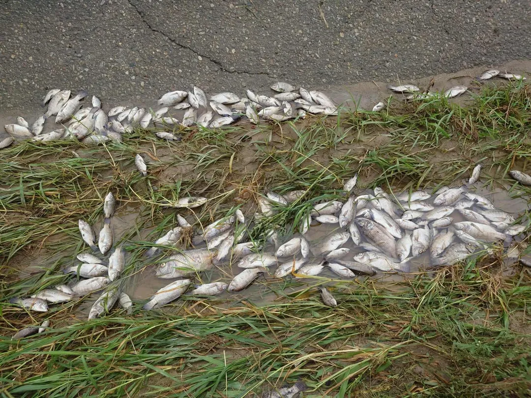 彰化縣芬園鄉貓羅溪畔出現數量龐大的魚屍，其中還夾雜著雨傘節等蛇類屍體，估計死亡魚類超過3000尾。（圖／攝影師米諾斯提供）