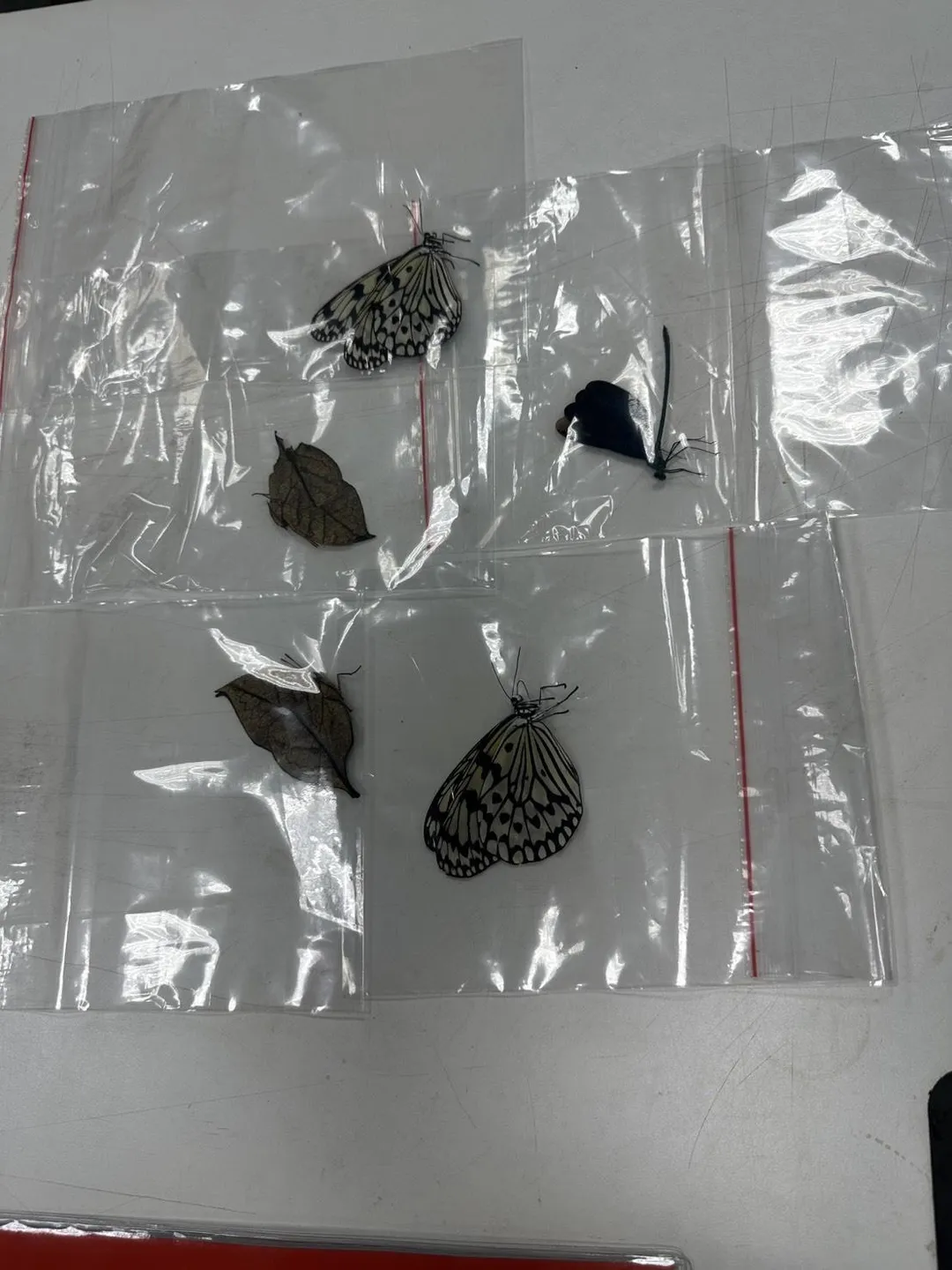 警方到場逮捕詹男後，當場扣得蝴蝶5隻，訊後依竊盜罪移送台北地檢署偵辦。（圖/警方提供）