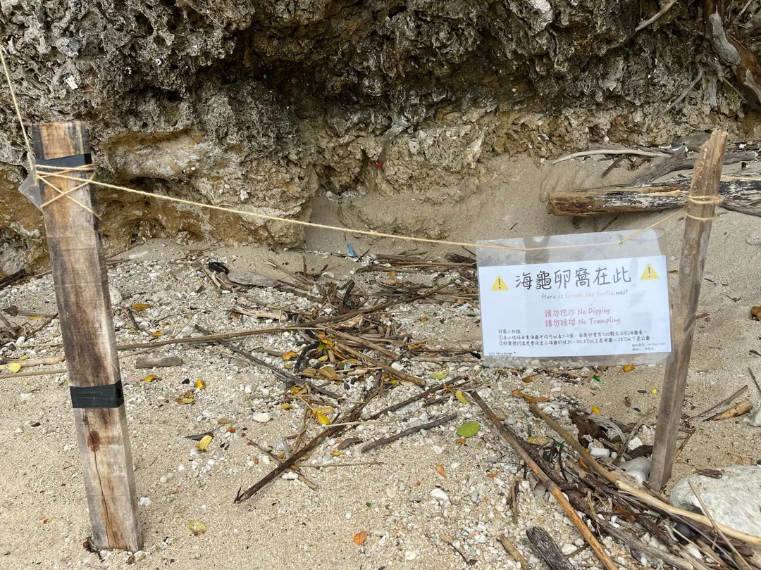 小琉球今年已記錄到19窩海龜產卵。（圖／鵬管處提供）