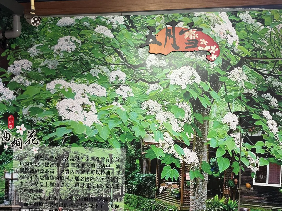 5月油桐樹開花呈現雪白景致。（圖／黃宏輝提供）