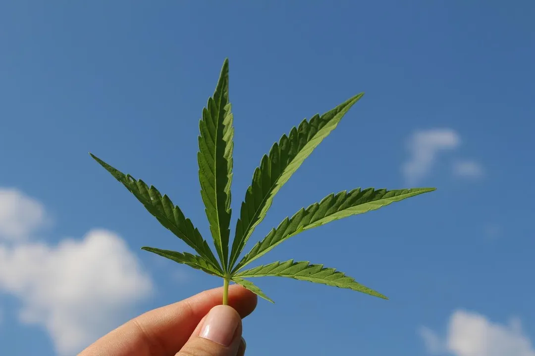 現今的大麻與過去相比，已經發生了顯著變化，過去數十年中，大麻中四氫大麻酚（THC）的濃度已提升近十倍。（示意圖／Pixabay）