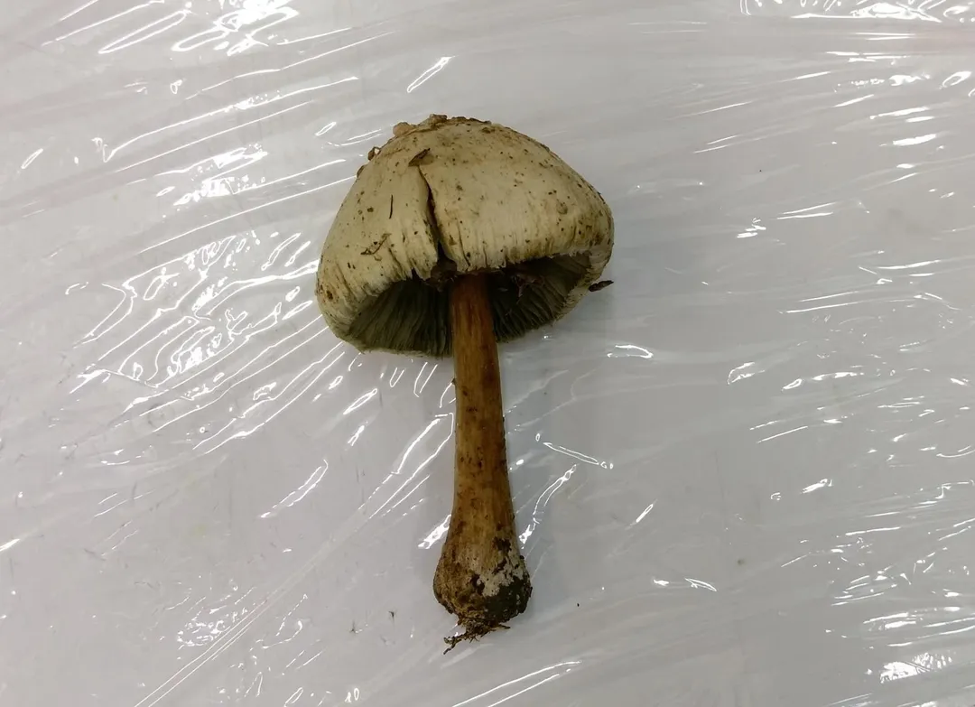綠褶菇和可食用菇類外型相似,又被稱為台灣最惹事毒菇。(圖/翻攝自衛福部官網)