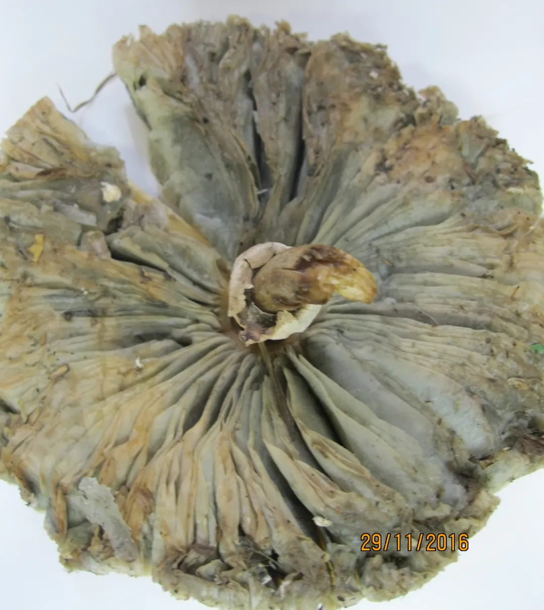 綠褶菇底部菌褶會轉為黃綠色。(圖/翻攝自衛福部官網)