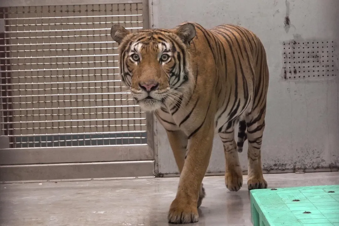 新加坡動物園雄馬來虎「Arhaa」報到，想跟「Shima」配對得先過檢疫期。（圖／台北市立動物園提供，下同）