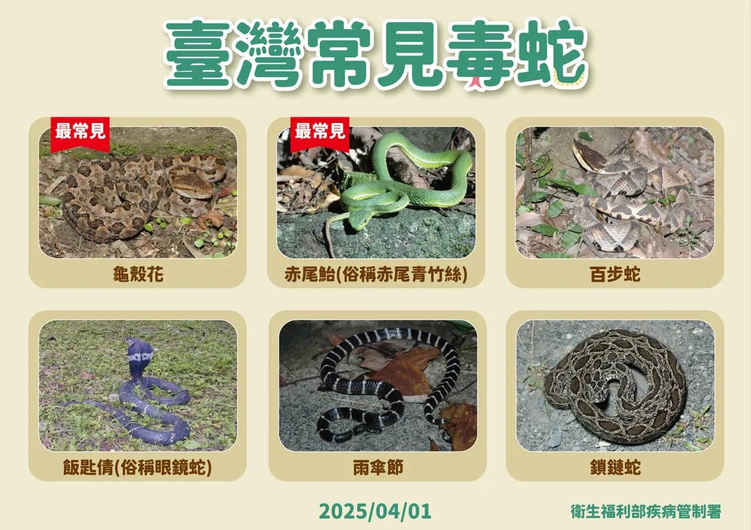 疾管署指出，臺灣位處亞熱帶地區，氣候溫暖潮濕，適合蛇類繁殖生存。（圖／疾管署）