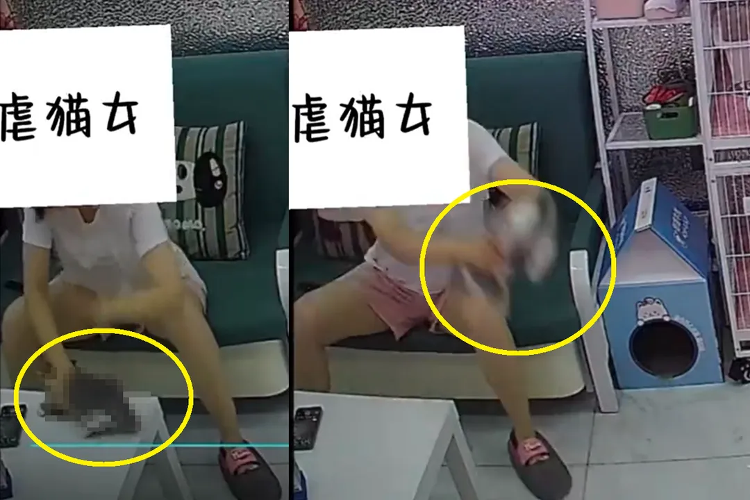 該名女客人的虐貓惡行被監視器拍下來。(圖/翻攝微博)