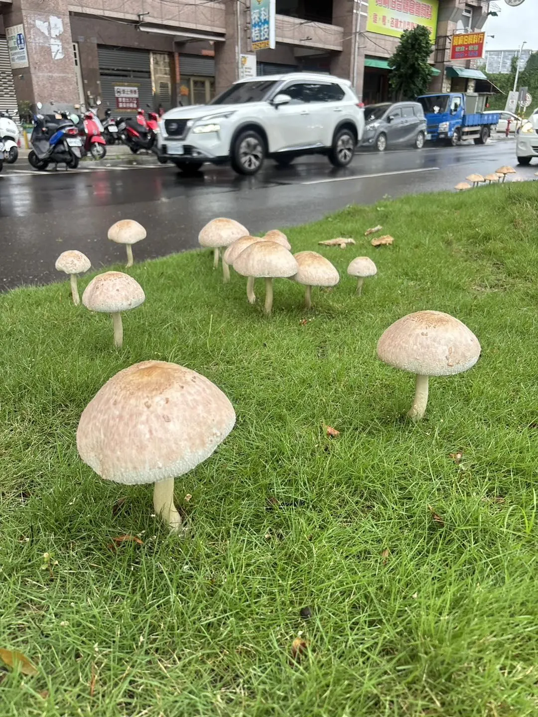 高雄市分隔島出現毒菇。(圖/擷取自臉書粉專「高雄美食地圖」)