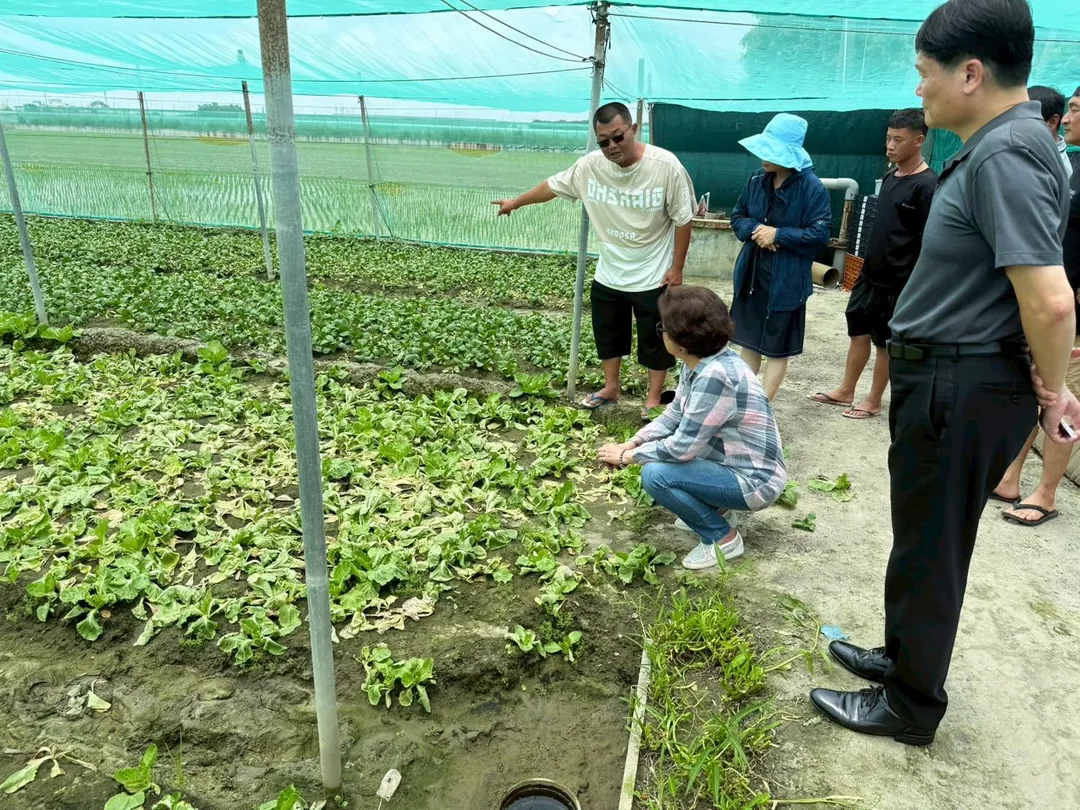 新北果菜公司總經理江惠貞與現場拍賣員到產地視察，了解產地作物受損情況及後續恢復時間評估。（圖／新北果菜公司）