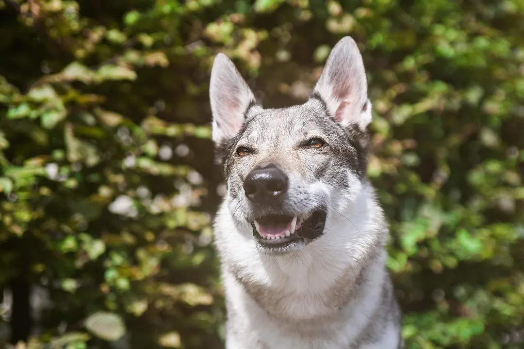 河南省高級人民法院公布一起烈犬襲人致死的案例。（示意圖，非涉事狗隻／photoAC）