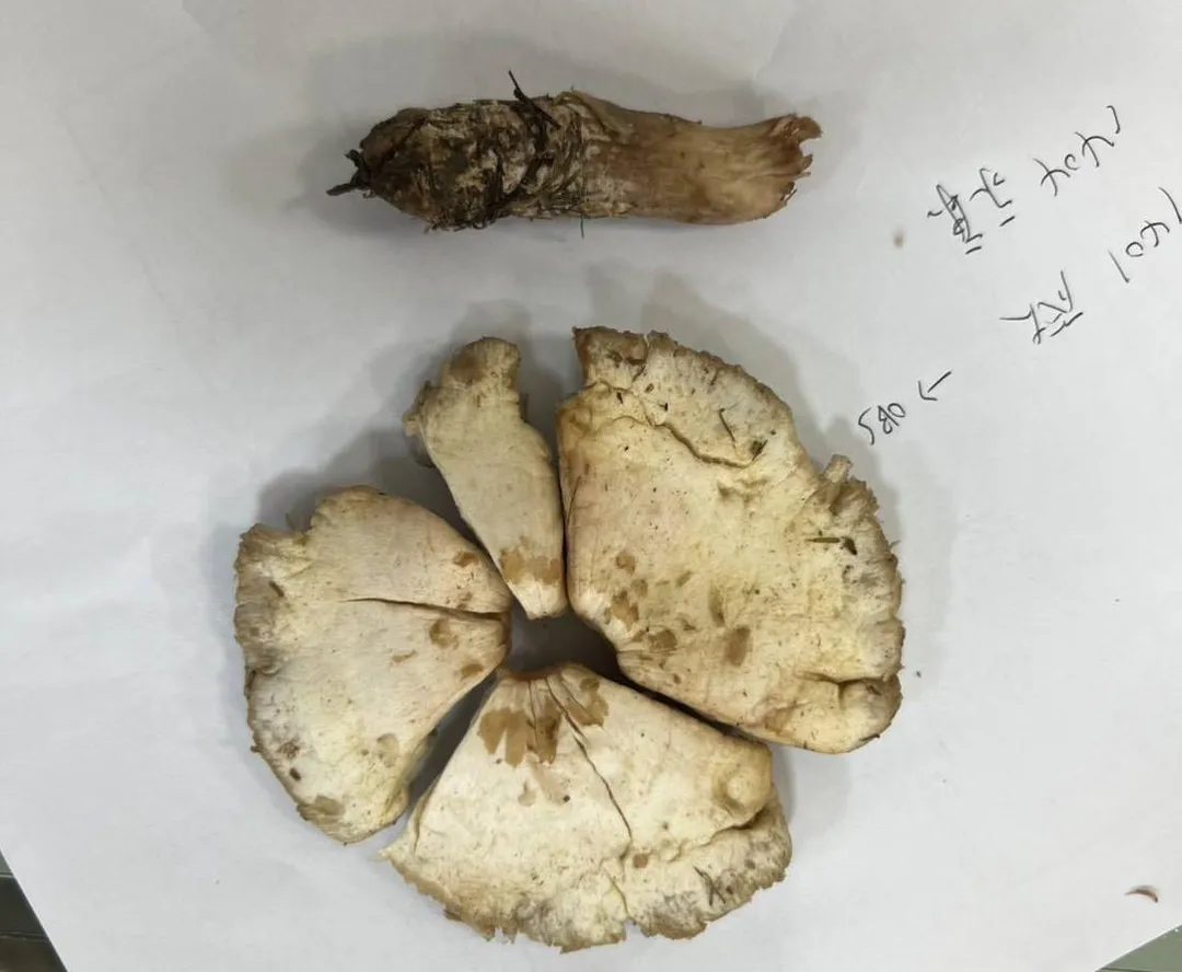民眾自行在野外採摘恐將毒蕈誤認為可食用品種,特別是外觀與食用菇類相似的綠褶菇。(圖/臺北榮總)