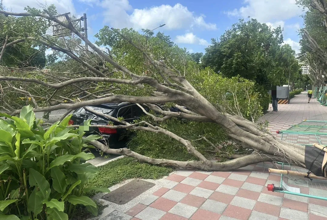 路邊停放車輛遭路樹砸中。（圖／翻攝畫面）