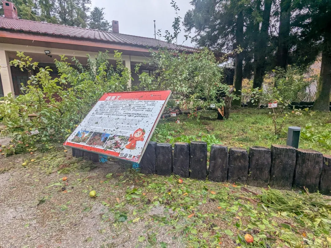 福壽山農場蘋果王樹遭強風吹斷。（圖／翻攝畫面）