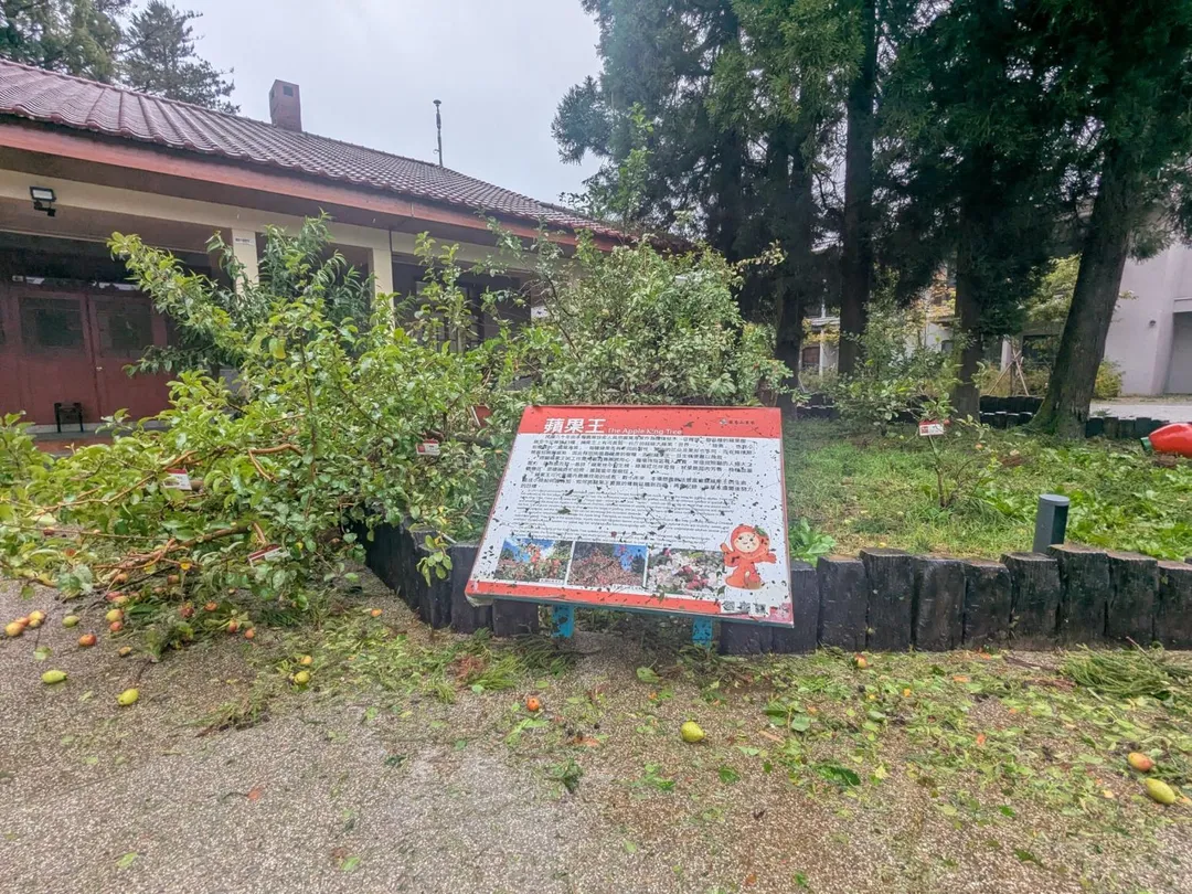 福壽山農場蘋果王樹遭強風吹斷。（圖／翻攝畫面）