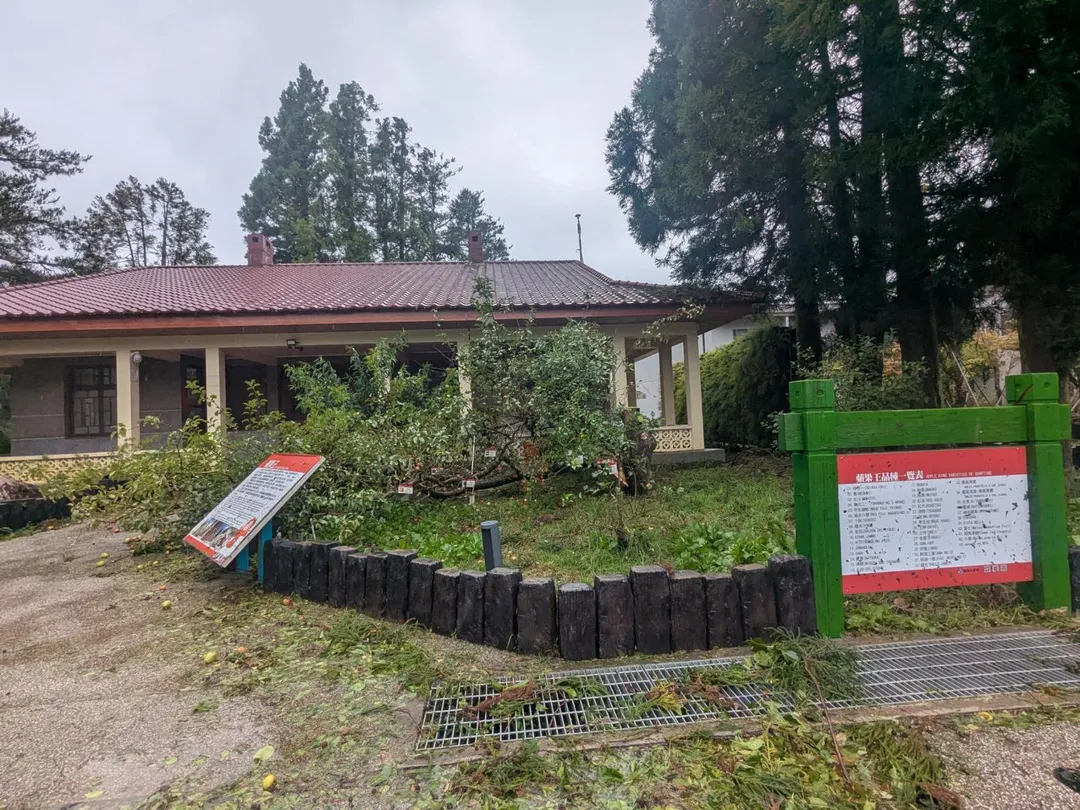 福壽山農場蘋果王樹遭強風吹斷。（圖／翻攝畫面）