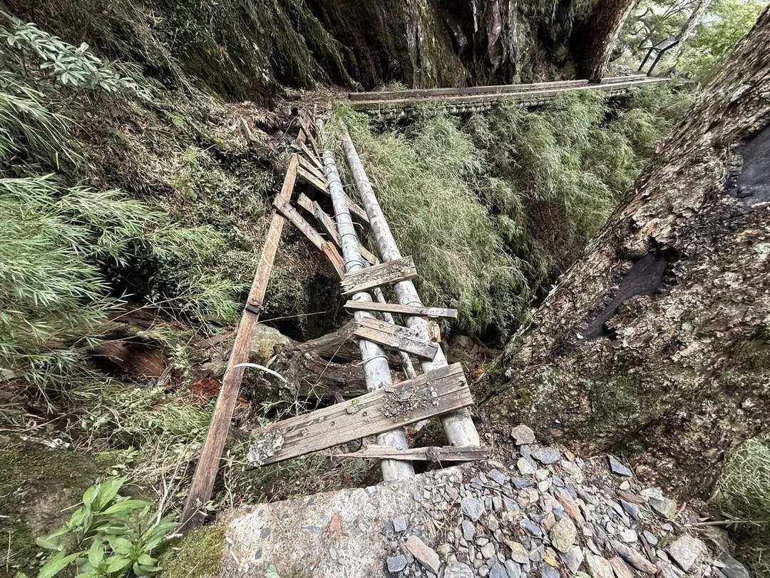 楊柳颱風蹂躪玉山線步道,多處倒木阻路且棧橋毀損。(圖/翻攝自Facebook@玉山國家公園)