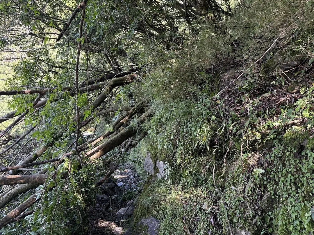 大型樹木橫擋步道通行路線(圖/翻攝自Facebook@玉山國家公園)