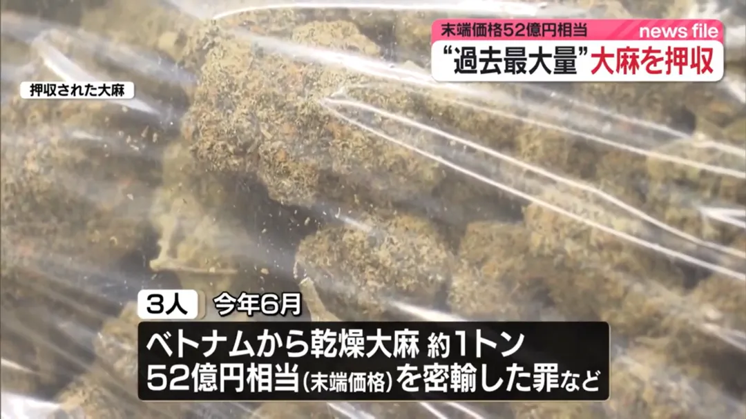 這批走私大麻價值約52億日圓（10.5億元新台幣）。（圖／NTV）