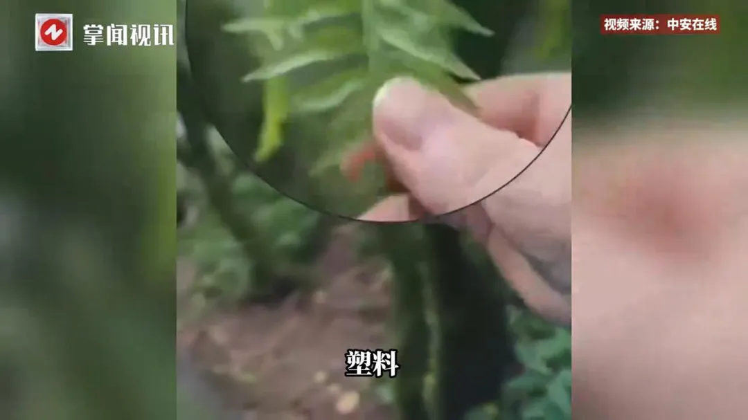 不只青苔造假，遊客發現連樹葉也是塑膠製成。（圖／翻攝掌聞視訊）