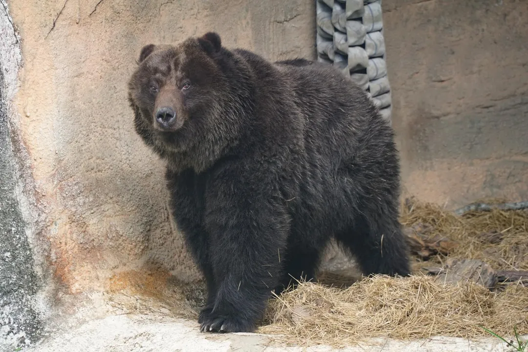「小喬」安詳離開。（圖／台北市立動物園提供）