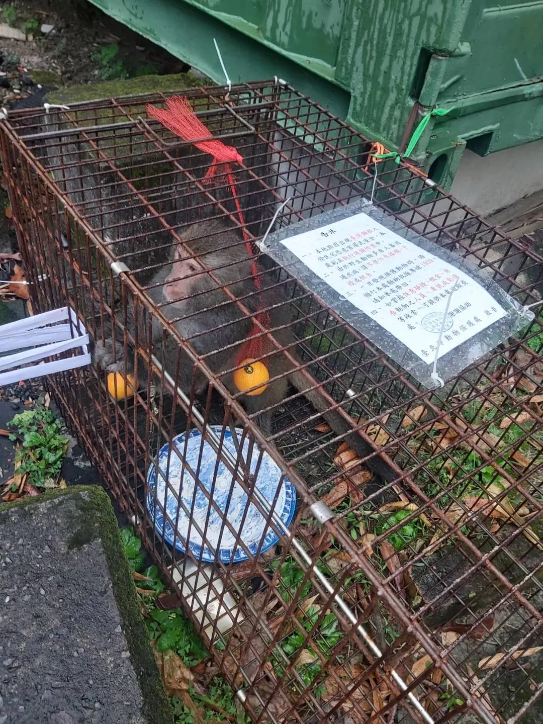 獼猴捨龍眼入籠享用進口香吉士與蘋果。（圖／臺北市動物保護處提供）