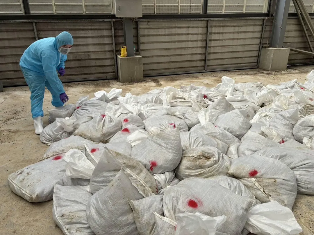 彰化縣鹿港鎮一處鵪鶉場爆發新型H5N1高病原性禽流感疫情。（圖／彰化縣政府提供）
